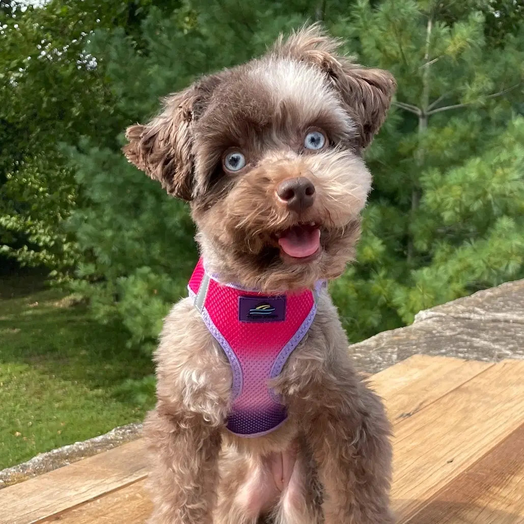 American River Raspberry Sundae Step In Dog Harness