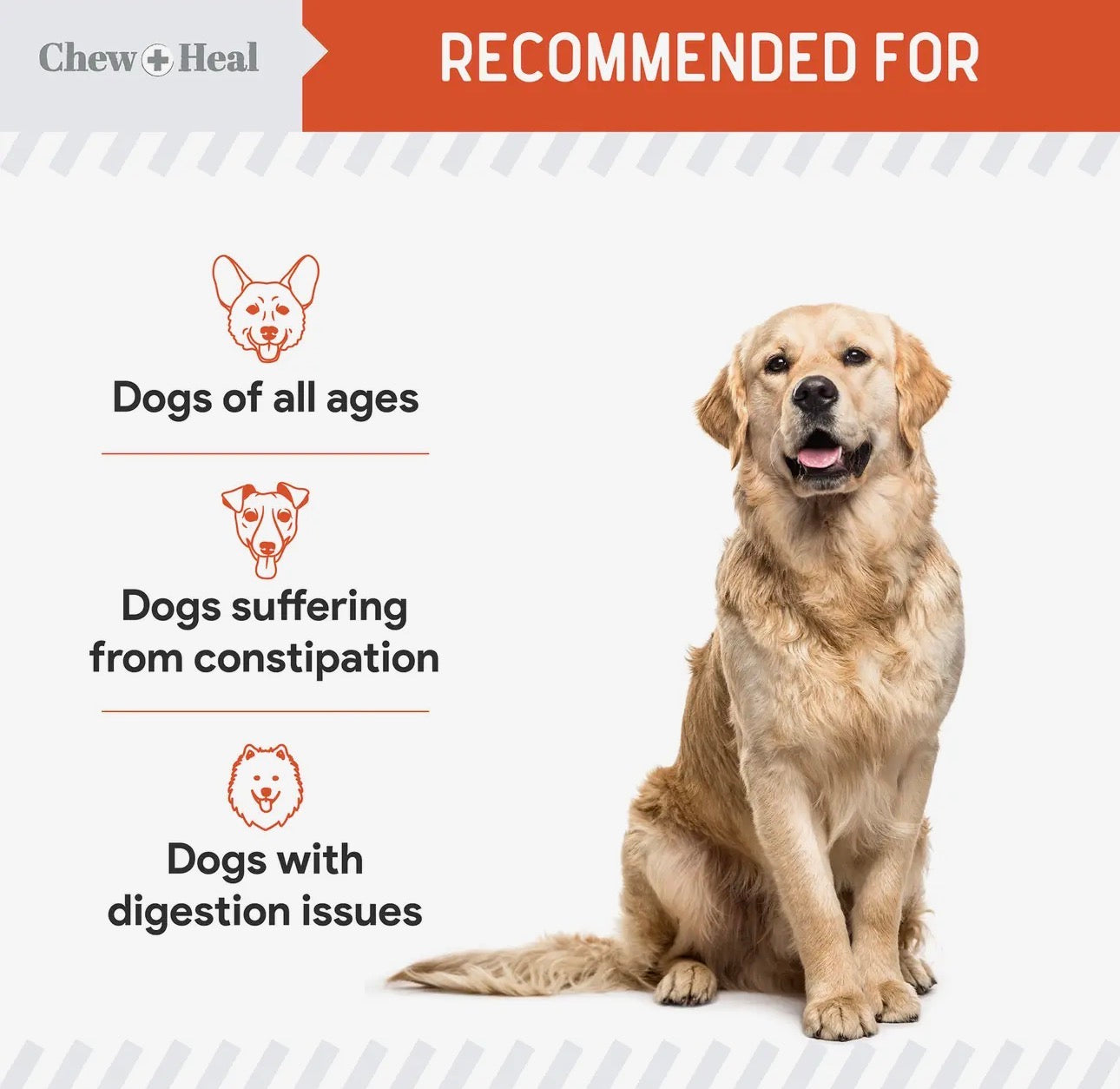 Organic Pumpkin Digestive Defense for Dogs