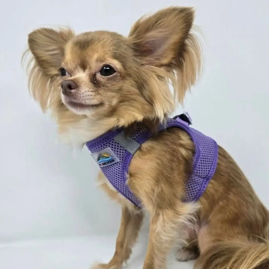 American River Paisley Purple Step In Dog Harness