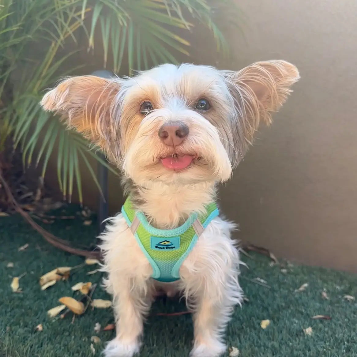 American River Ombré Aruba Blue Dog Step In Harness