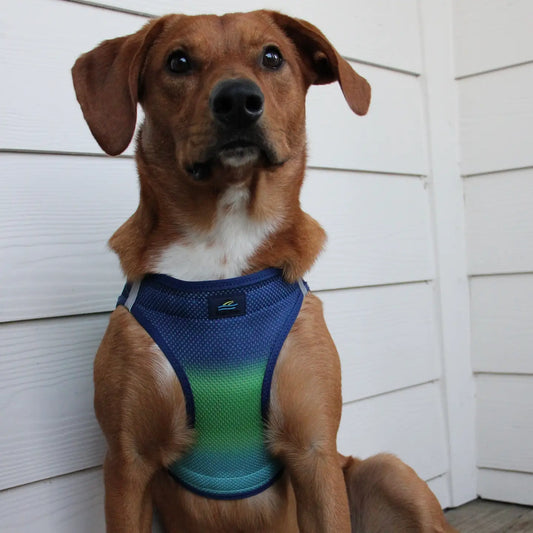 American River Blue & Green Ombré Step In Dog Harness