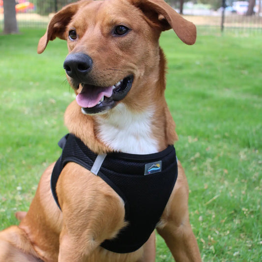 American River Black Dog Step In Harness