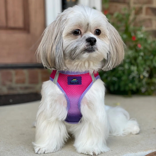 American River Raspberry Sundae Step In Dog Harness
