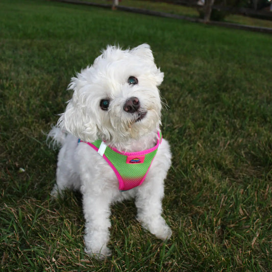 American River Rainbow Step In Dog Harness