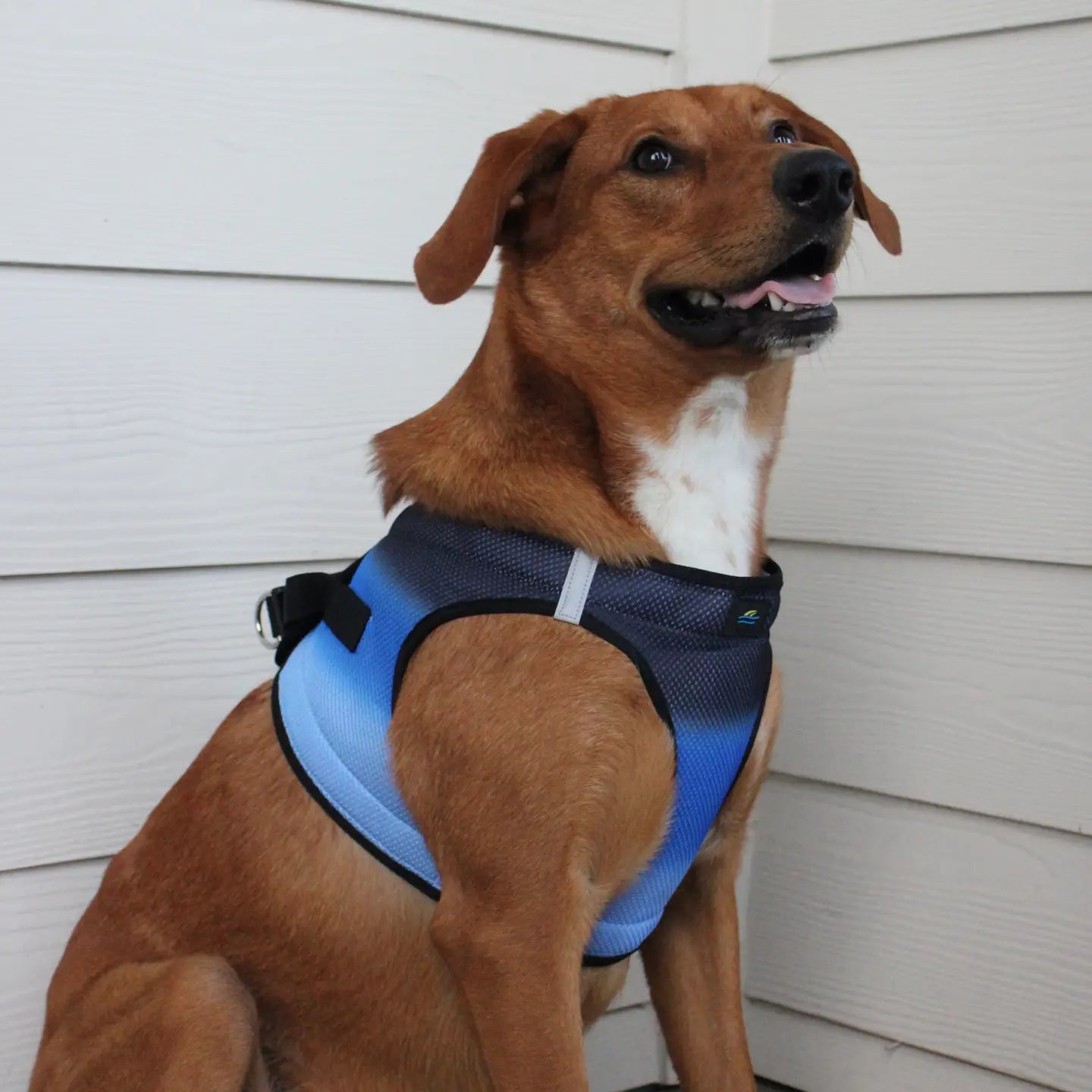 American River Midnight Sky Step In Dog Harness