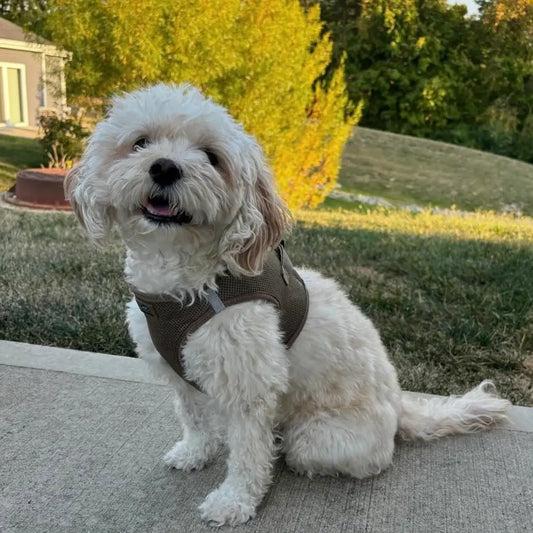 American River Fossil Brown Dog Step In Harness