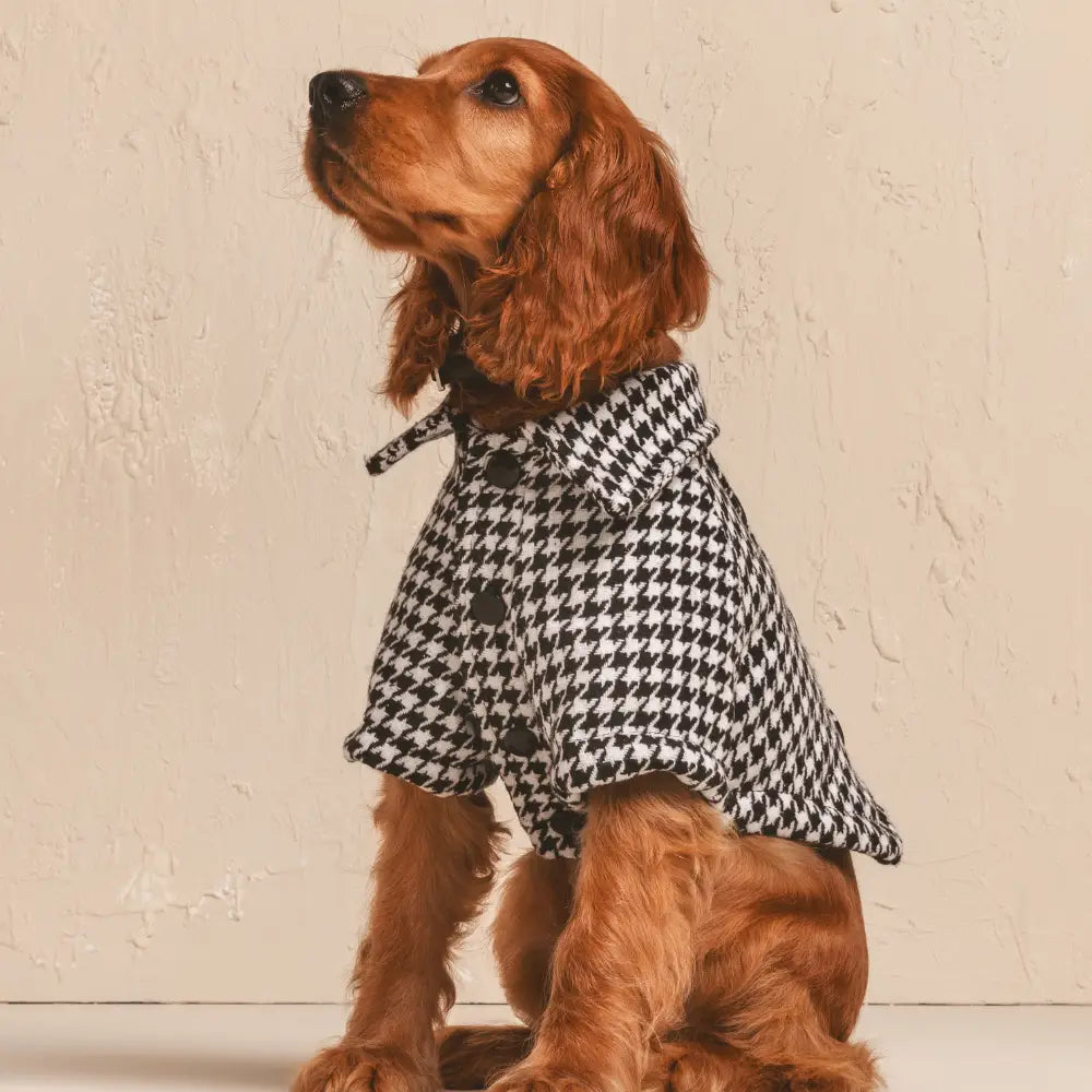 The British Are Coming Fancy Dog Coat