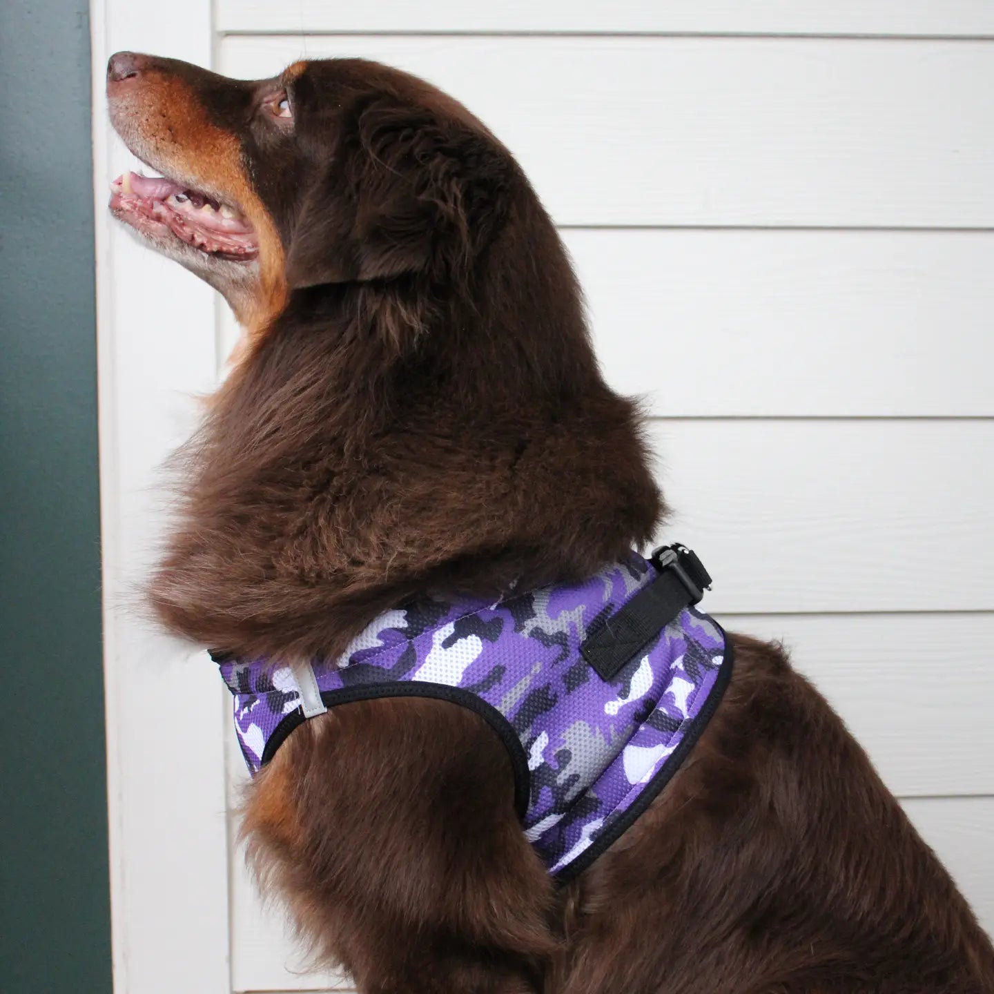 American River Purple Camo Dog Step In Harness