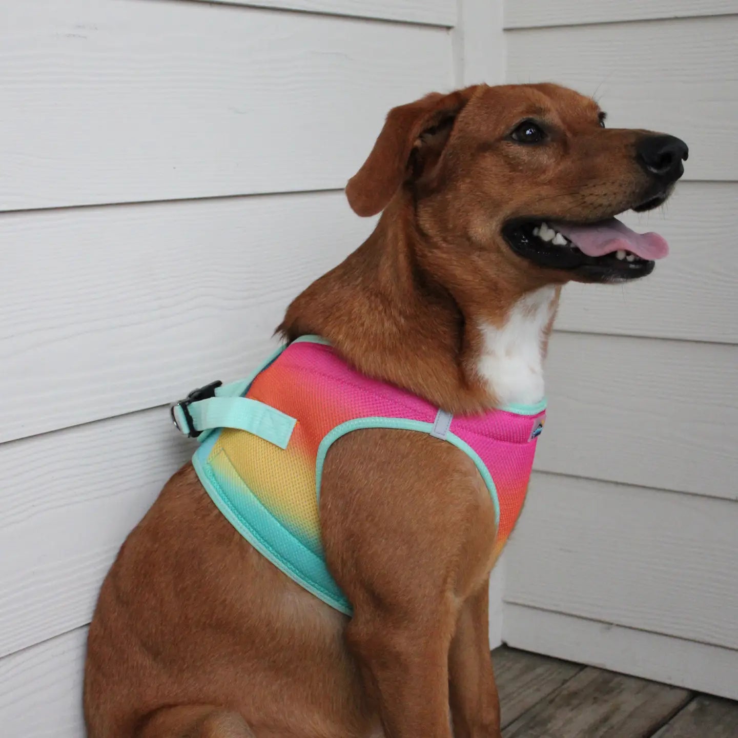 American River Beach Party Step In Dog Harness
