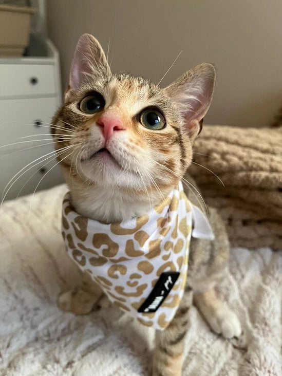 Glam Ombre Dog or Cat Cooling Cheetah Print Bandana