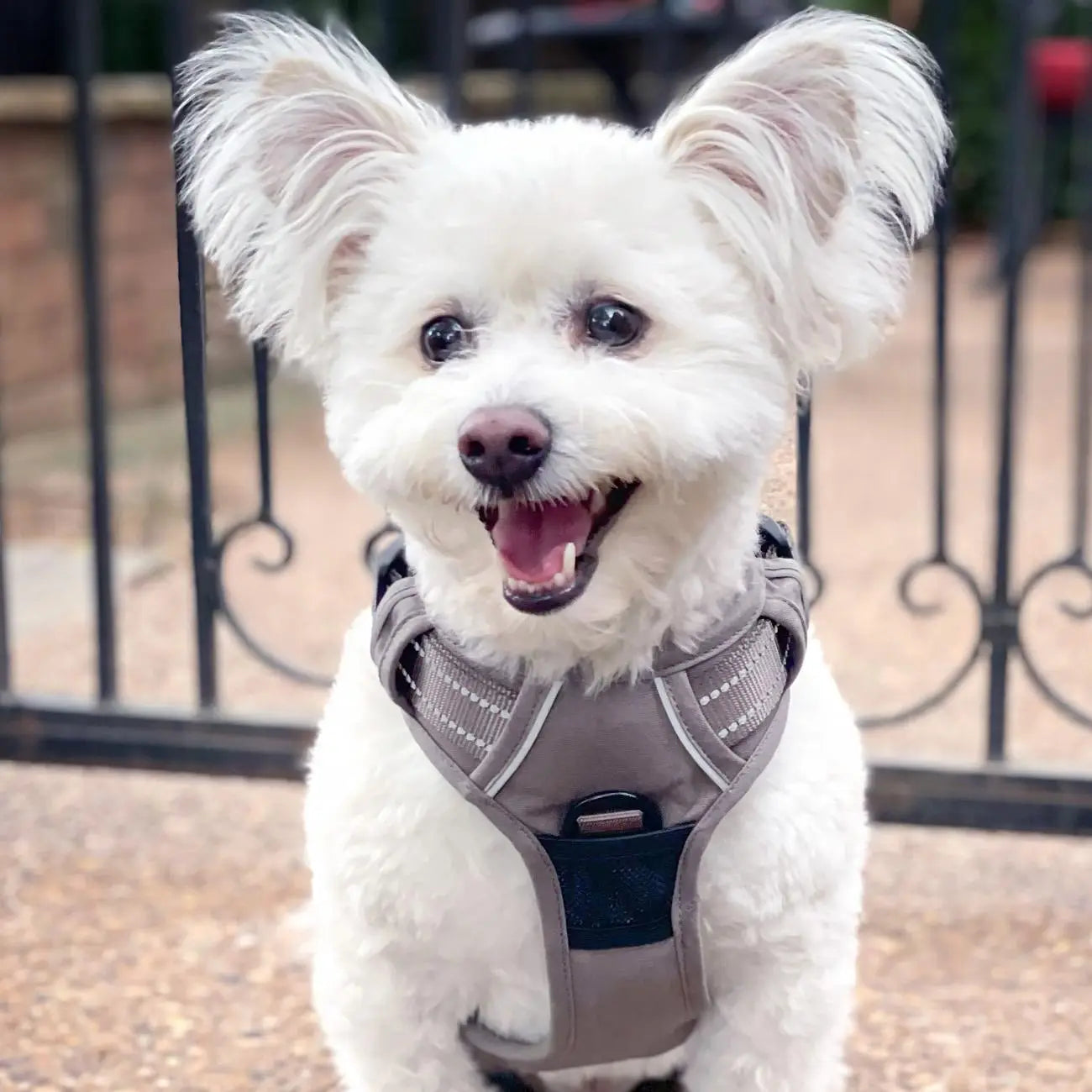 Cocoa Venture Paw Dog Harness