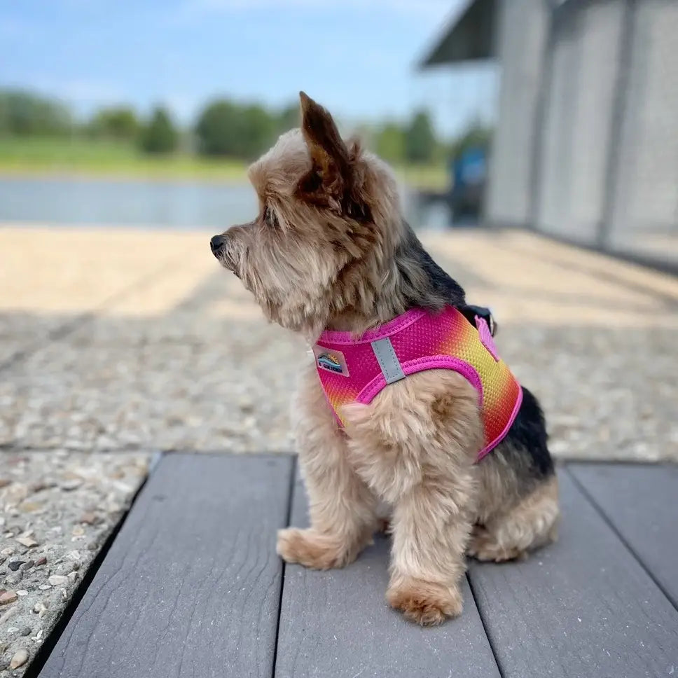 American River Rasberry, Yellow & Orange Ombré Step In Dog Harness