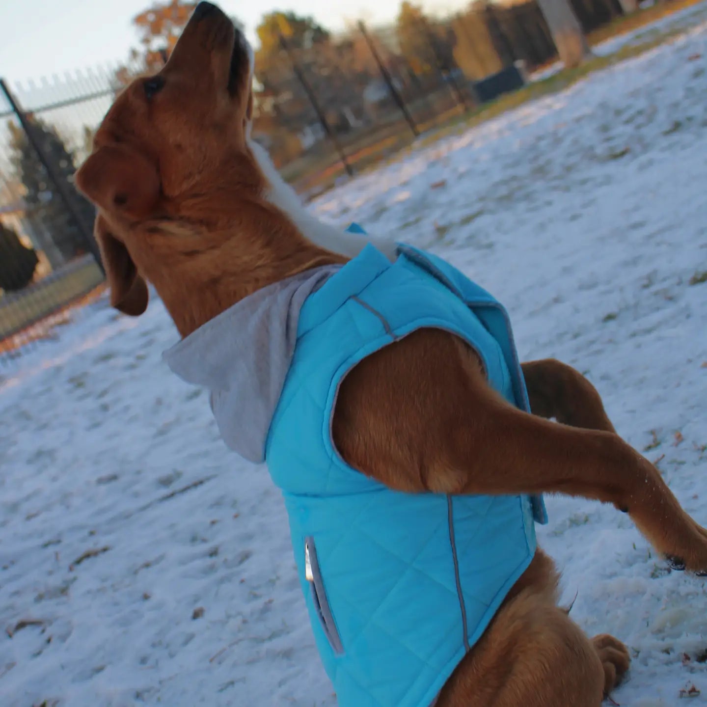 Weekender Quilted Hoodie Dog Sweatshirt