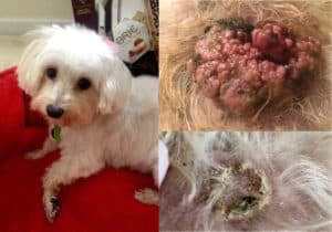 REMEDY CBD SALVE - TUMORS, CYSTS, AND INFECTIONS FOR DOGS