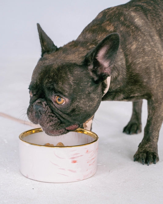 Marble Pattern Ceramic Dog Bowl with Gold Accent