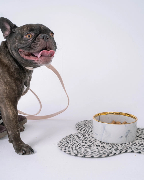 Marble Pattern Ceramic Dog Bowl with Gold Accent