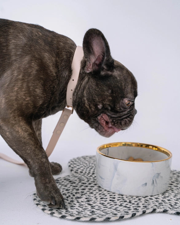 Marble Pattern Ceramic Dog Bowl with Gold Accent