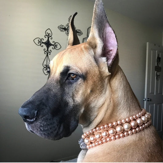 "The Via" in Gold ~ Pearl Dog Collar