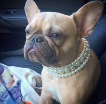 "The Via" in Ivory ~ Glam Pearl Dog Collar
